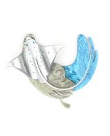 Stingray-brooch-la-vidriola-plastic-jewellery-wild-under-the-sea-detail