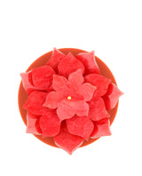 Blushing Succulent Brooch