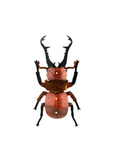 Stag Beetle Specimen Brooch