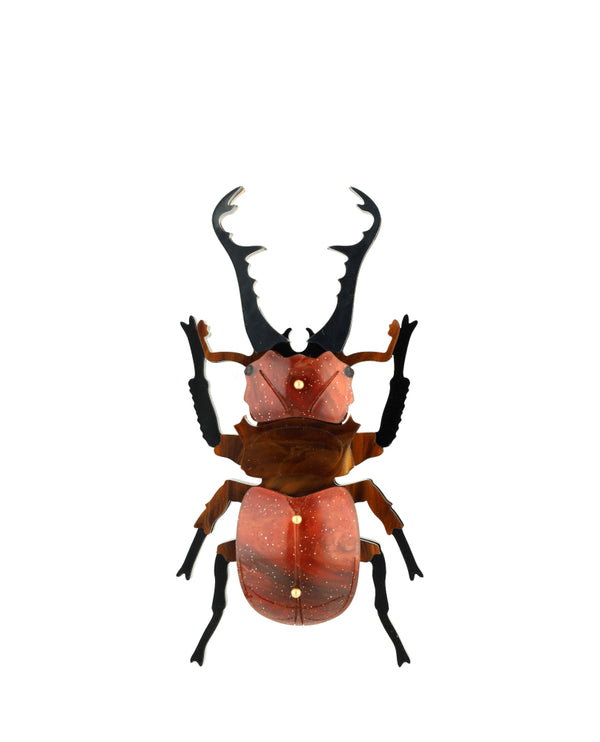 Stag Beetle Specimen Brooch